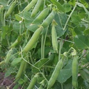 De Bolster Rijsdoperwt 'Eerste vroege mei'