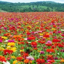 De Bolster Zinnia 'Dahlia Flowered Mix'