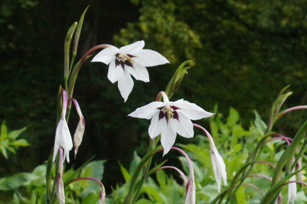 BIO Acidanthera 10 stuks