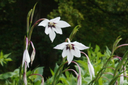 BIO Acidanthera 10 stuks