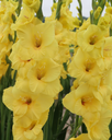 BIO Gladiool Bananarama 5 stuks