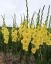 BIO Gladiool Bananarama 5 stuks