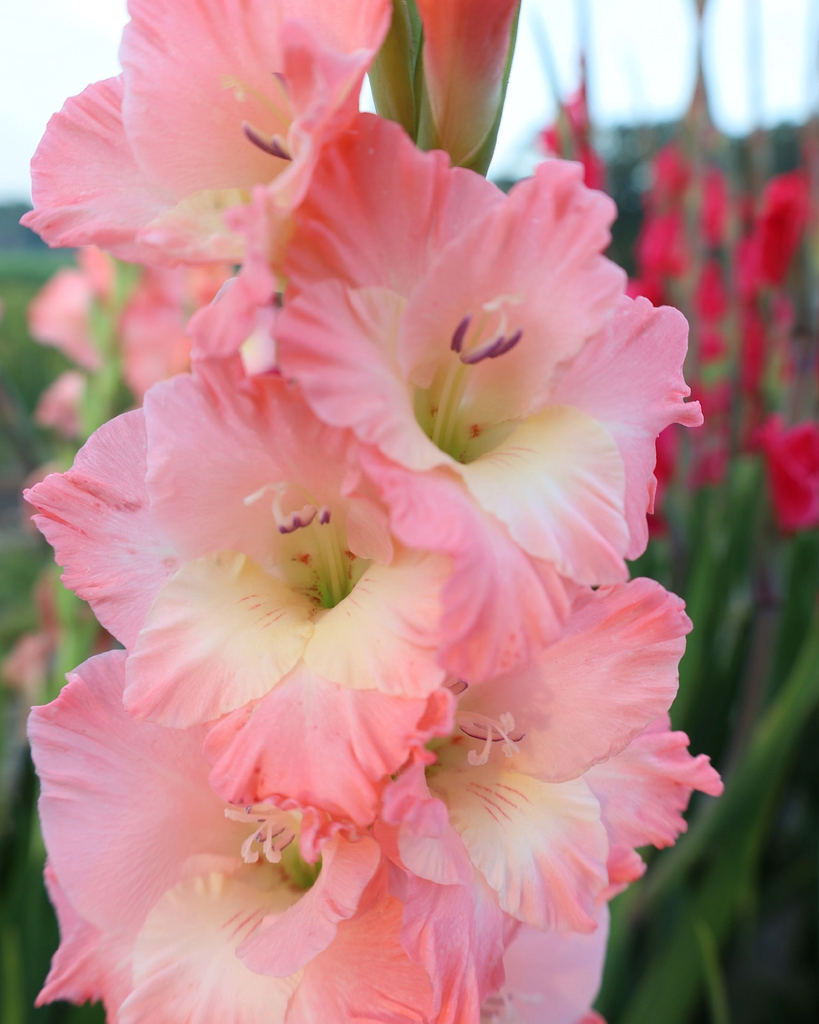 BIO Gladiool Karma 5 stuks