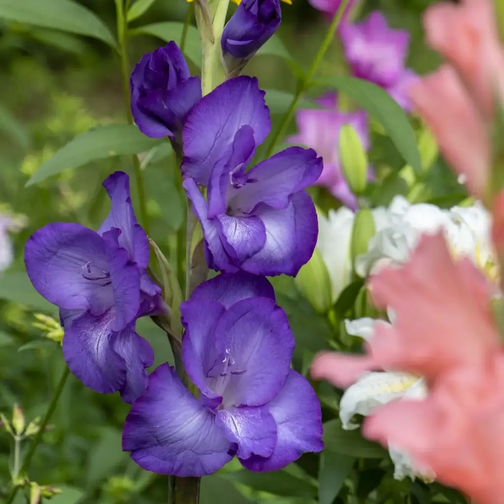 BIO Gladiool Performer per 5 stuks