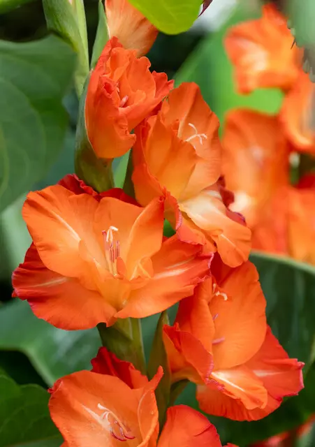 BIO Gladiool Stormy per 5 stuks