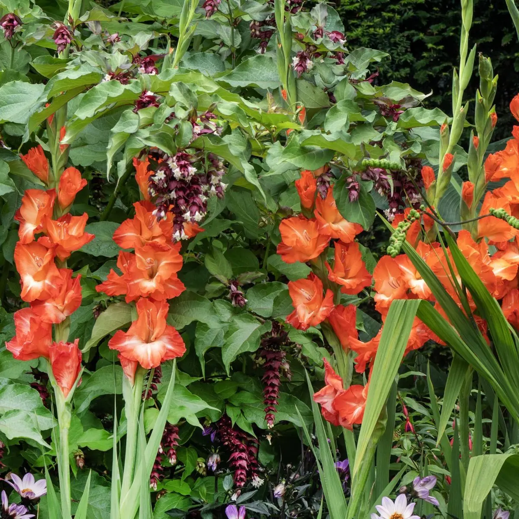 BIO Gladiool Stormy per 5 stuks