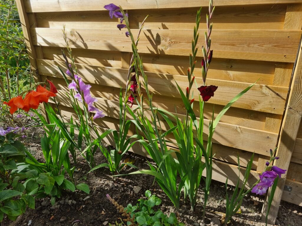 BIO Gladiool mix per 5 stuks