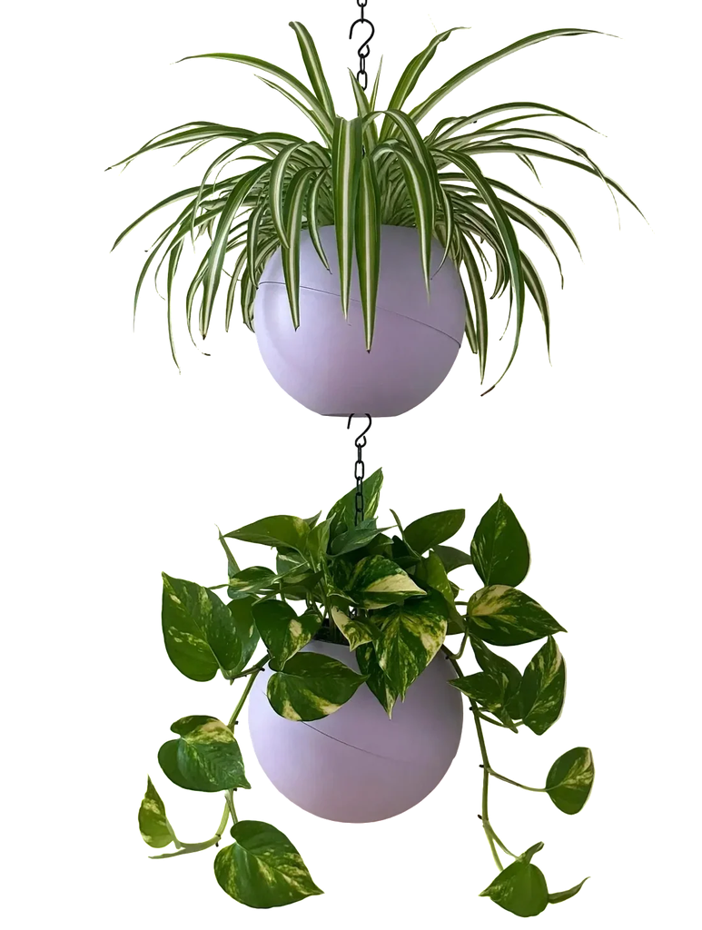 Globee Lilac