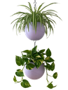 Globee Lilac