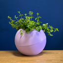 Globee Lilac