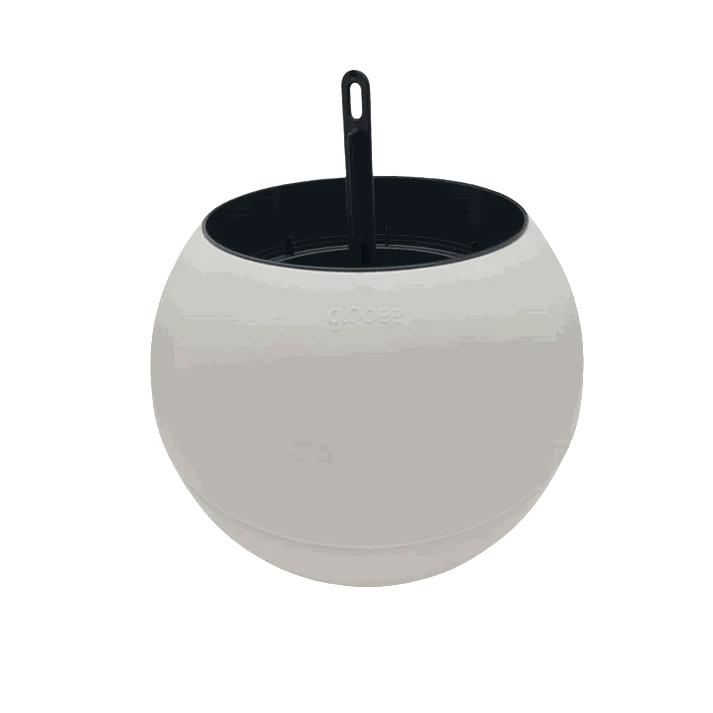 Globee Wit