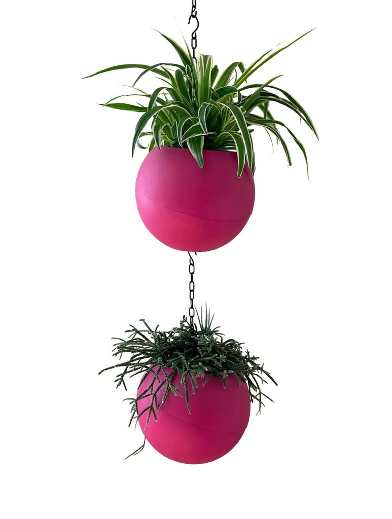 Globee Pink