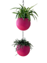 Globee Pink