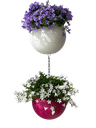 Globee Pink