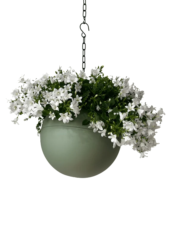Globee  Olive