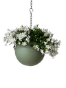 Globee  Olive