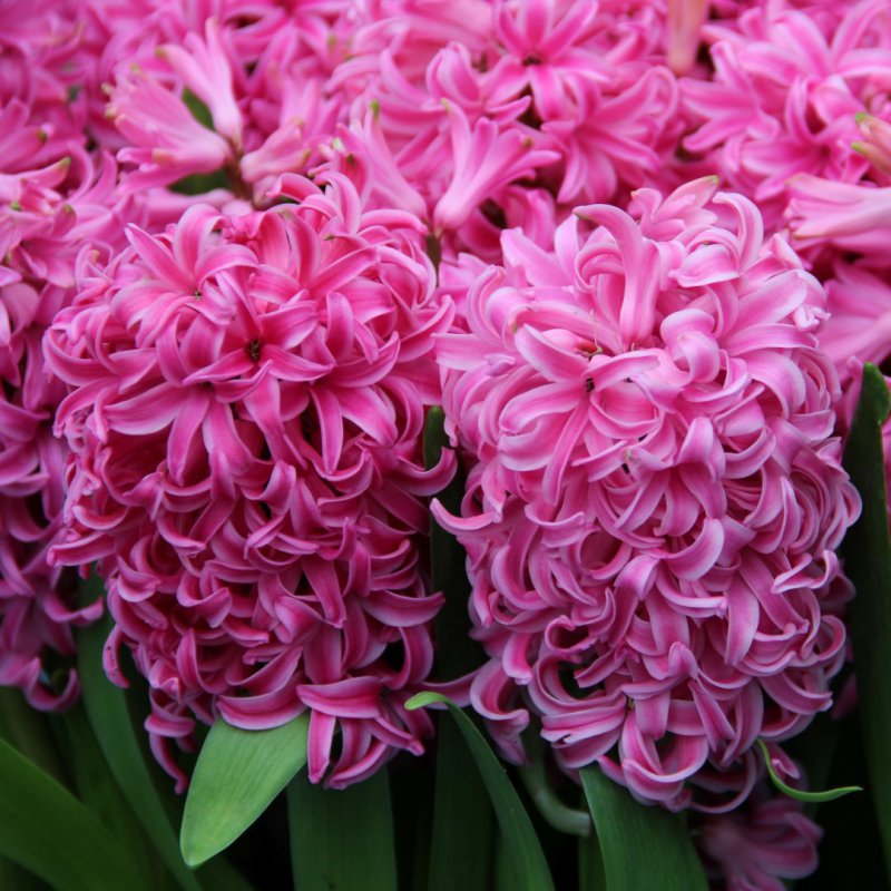 Bio Hyacinth Pink Pearl per 5 stuks