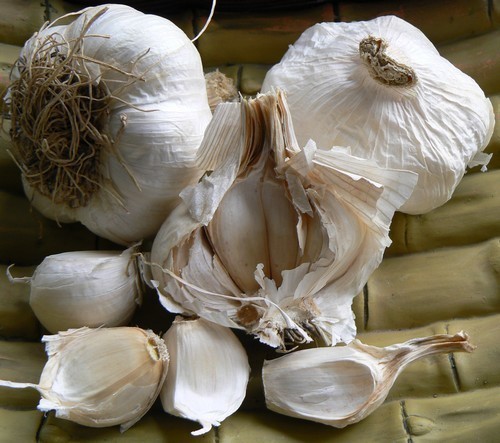 Peter BIO Knoflook Messidor 3 bollen