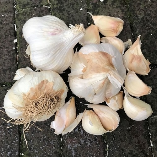 Peter Bio Knoflook Sabagold 3 bollen