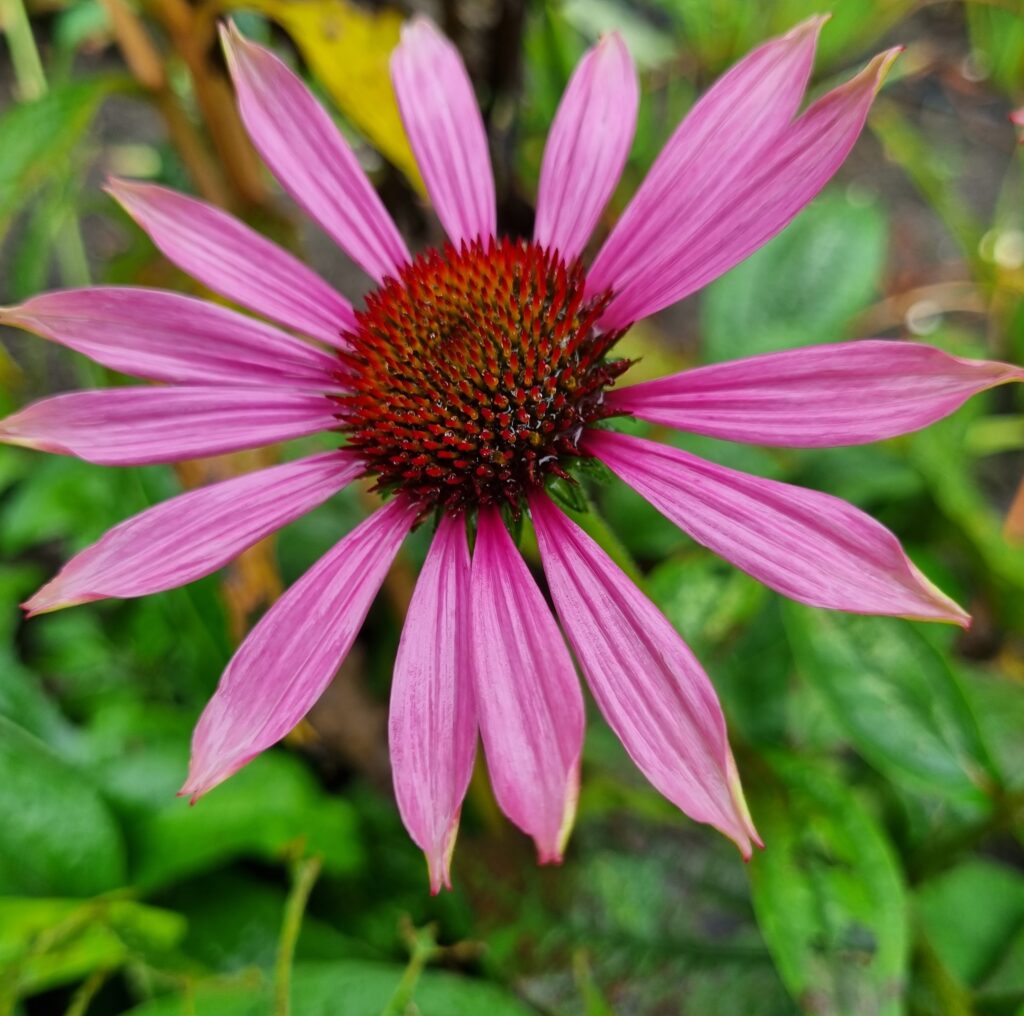 BIO Echinacea purpurea Magnus /rode zonnehoed’, per 3 stuks
