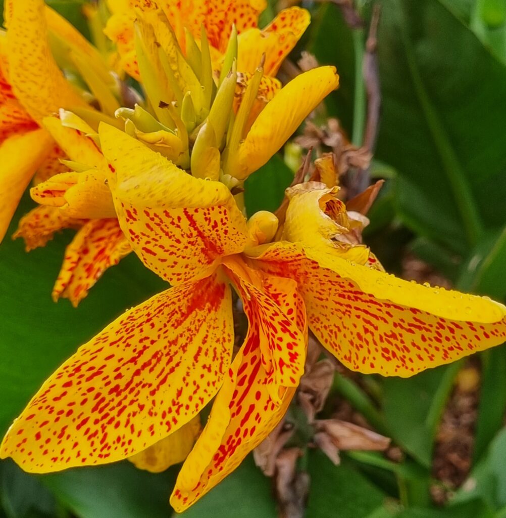 BIO Canna indica Cleopatra p/s