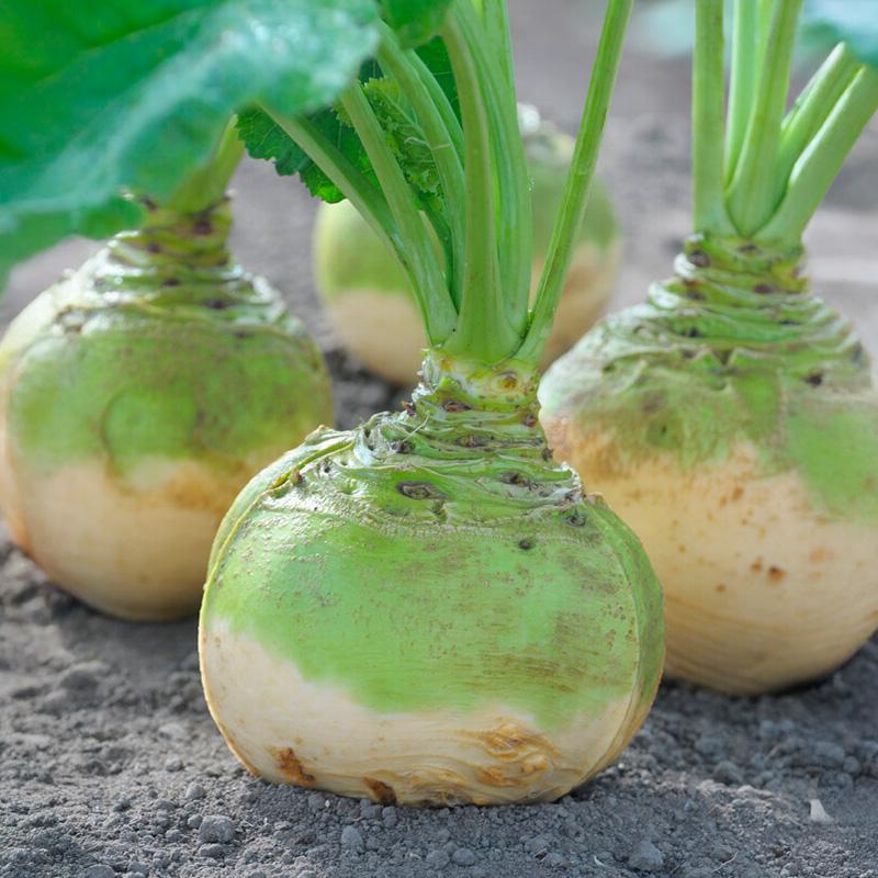 De Bolster Koolraap 'Wilhelmsburger'