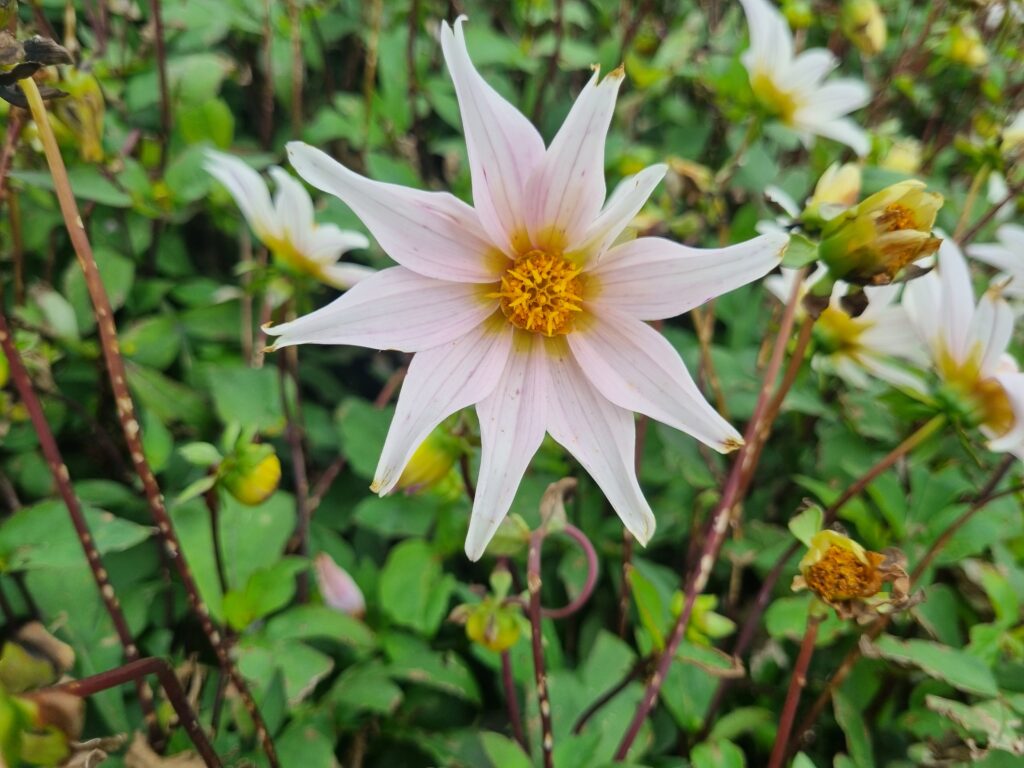 BIO Dahlia Full of Nature p/s