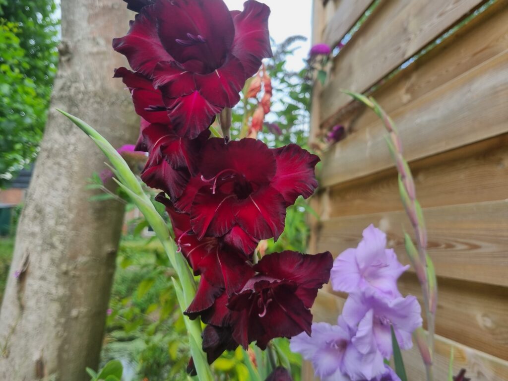 BIO Gladiool Black Surprise per 5 stuks