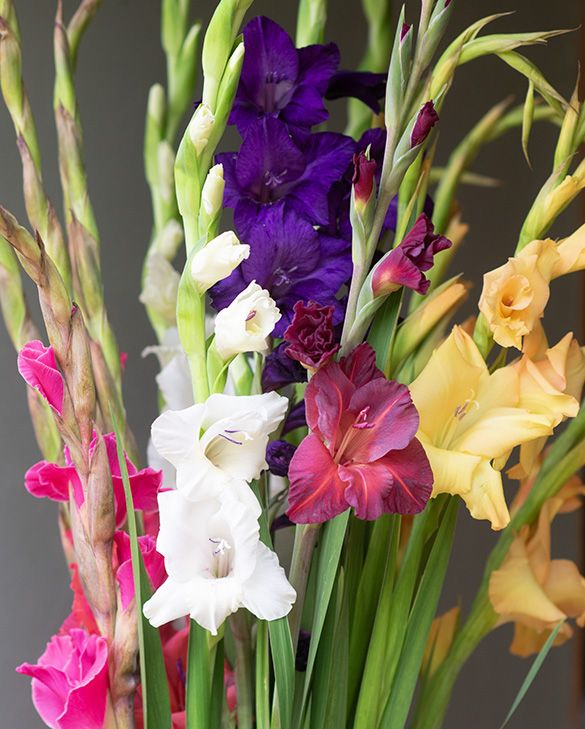 BIO Gladiool mix per 5 stuks