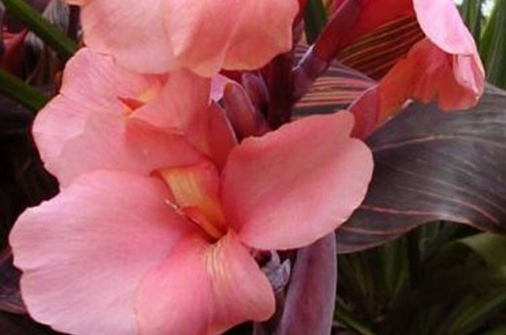 BIO Canna Indica 'Salmon Pink' p/s