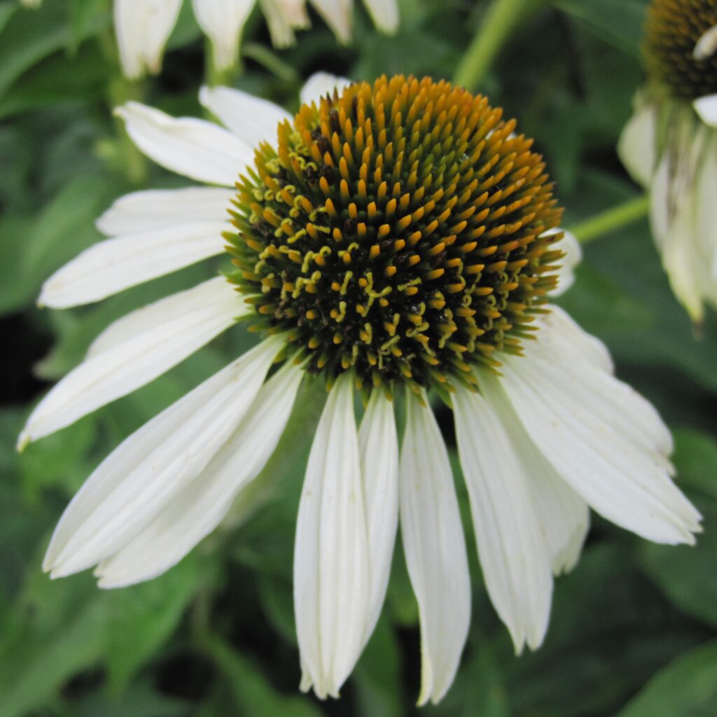 BIO Echinacea Purpurea White Swan per 3 stuks