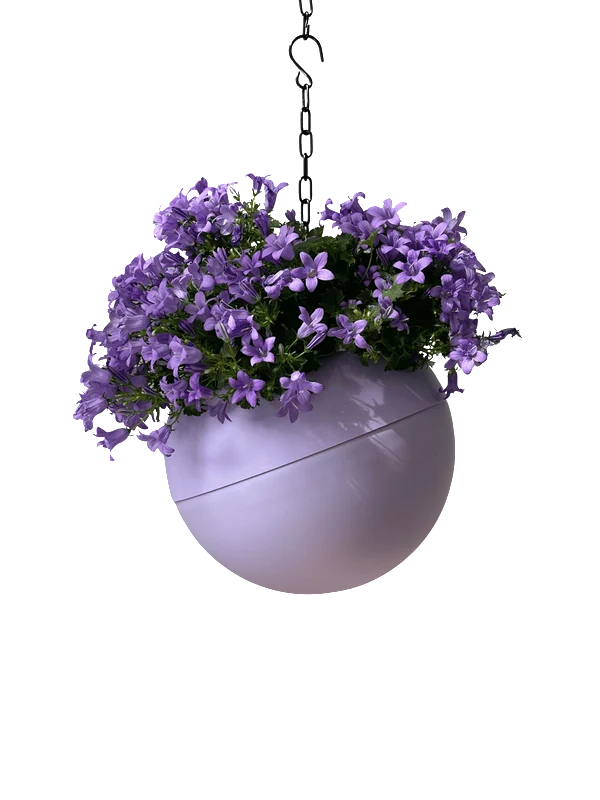 Globee Lilac