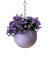 Globee Lilac