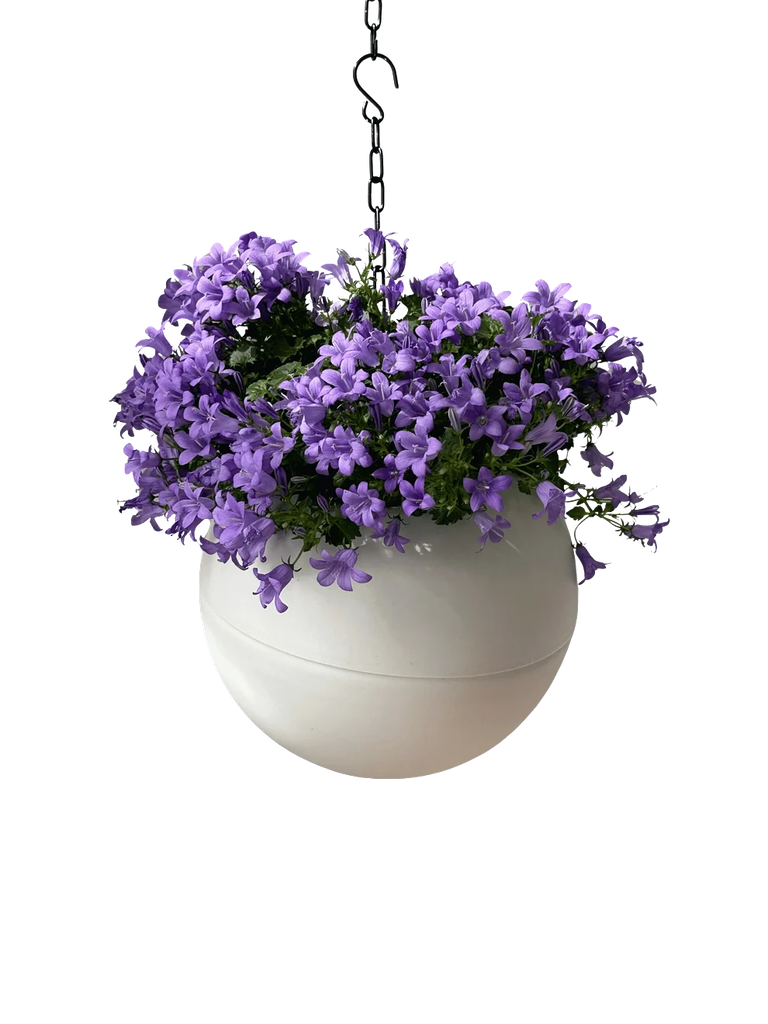 Globee Wit