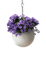 Globee Wit