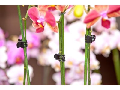 [6040428] Nature Orchidee clips zwart set à 10 stuks