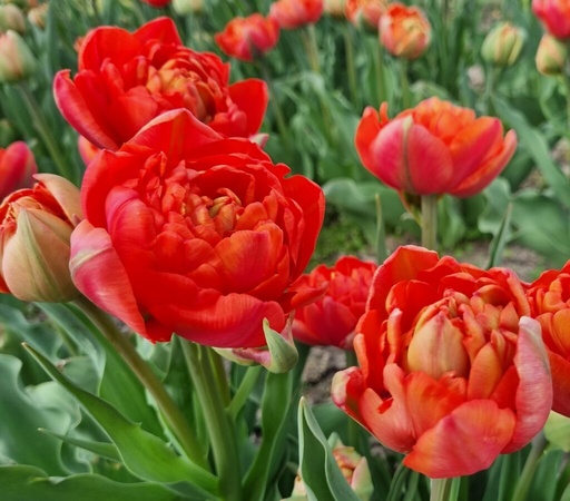 [tanda11] BIO Tulp Andante 5 stuks pas leverbaar half september