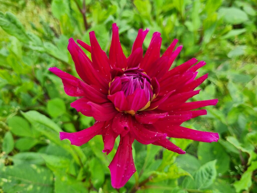 [dorfe01] BIO Dahlia Orfeo p/s