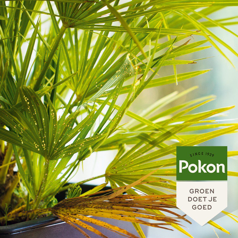 Pokon Hardnekkige Insecten Conc.175ml