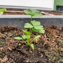 Makkelijke moestuin Platte Peterselie