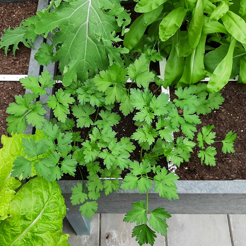 Makkelijke moestuin Platte Peterselie