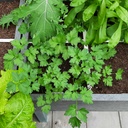 Makkelijke moestuin Platte Peterselie