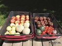 Mand KAJO 20L GRIJS/rood
