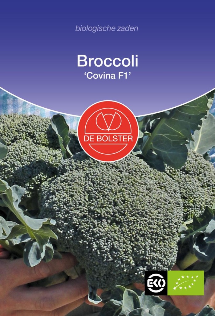 De Bolster Broccoli 'Covina F1'