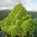 De bolster Romanesco 'Veronica F1'
