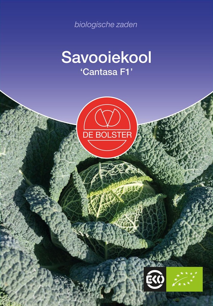 De Bolster Savooiekool 'Cantasa F1'
