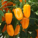 De Bolster Snackpaprika 'Radja'