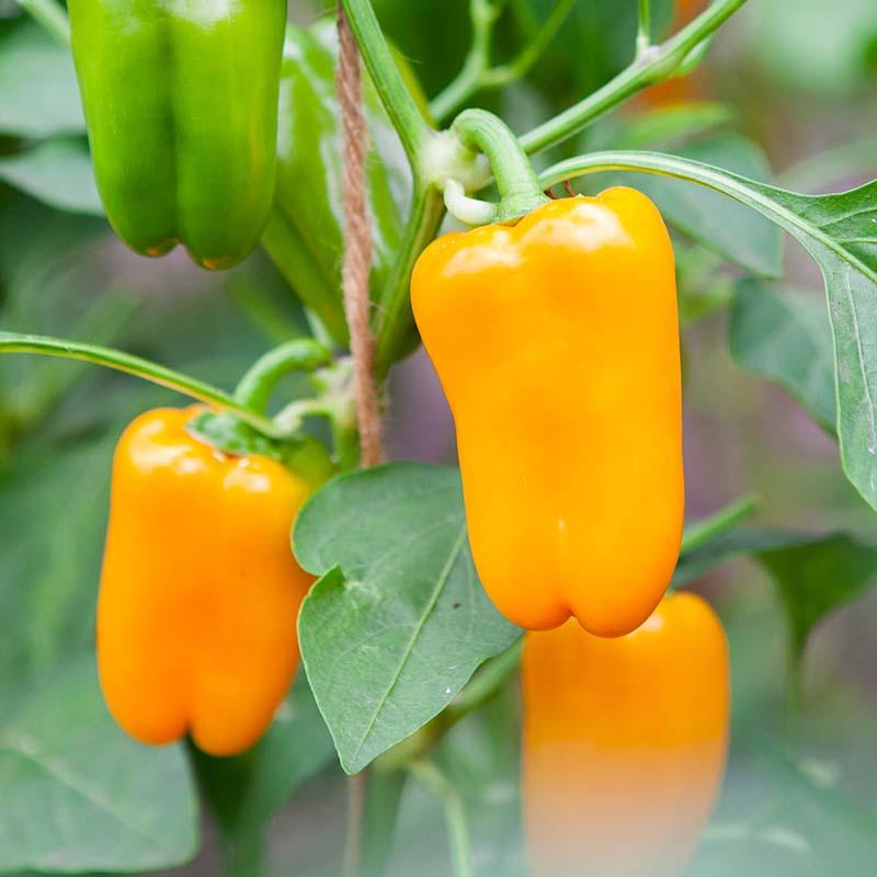De Bolster Snackpaprika 'Radja'