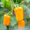 De Bolster Snackpaprika 'Radja'