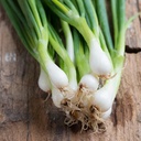De Bolster Bosui 'White Lisbon'